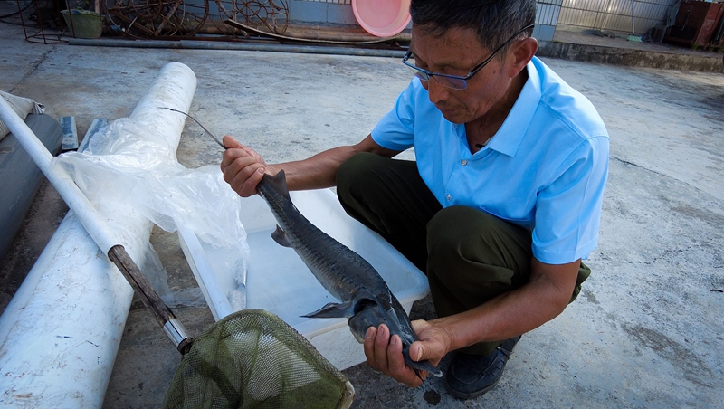 新梅华正在检查刚刚死去的西伯利亚鲟鱼，还要进行解剖检查鲟鱼肠胃的器脏，仔细分析死亡原因，并及时调整喂养方法     摄影记者/张健
