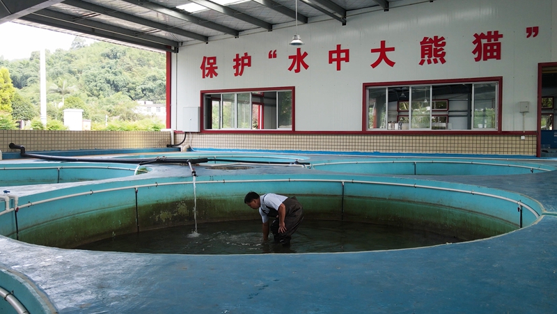 在宜宾珍稀水生动物研究所与四川省农科院水产研究所合作的繁殖基地，周亮在例行检查放养池中幼体长江鲟的生长情况    摄影记者/张健