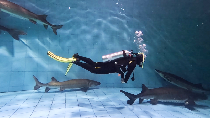 工作人员对野外搜救的特大型中华鲟进行潜水护理工作     摄影记者/张健