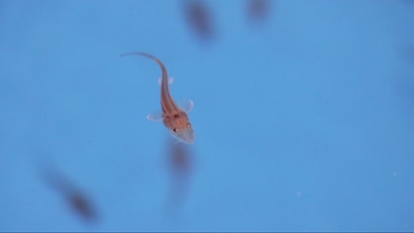 杭州股票公司排名 中华鲟保护取得突破，走近三位“长江鱼王”保护者